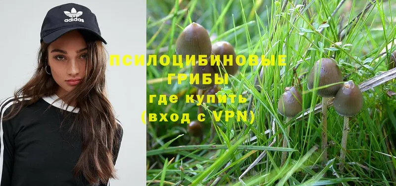 ОМГ ОМГ как войти  Ефремов  даркнет как зайти  Псилоцибиновые грибы Magic Shrooms 